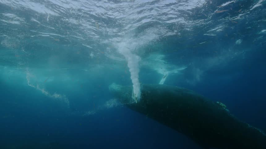 Whale surfacing and watering