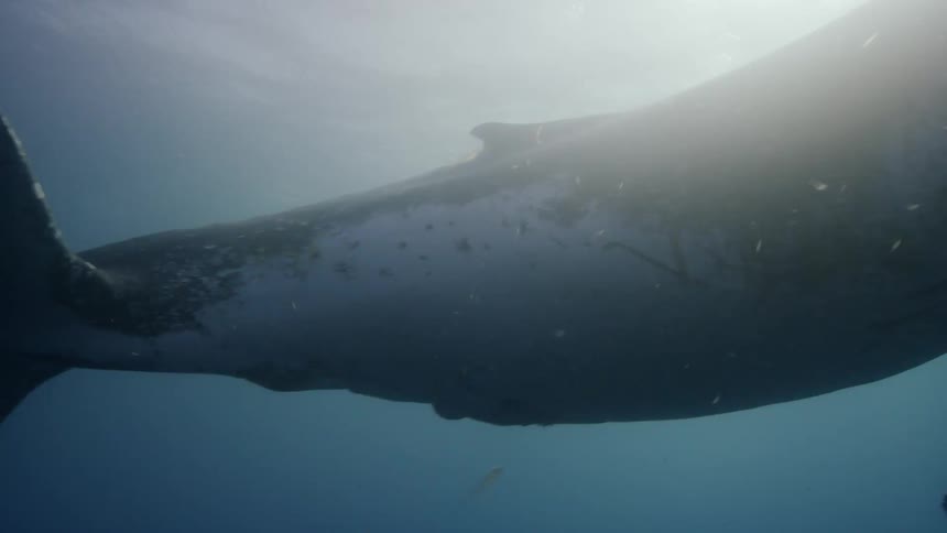 A whale swims underwater