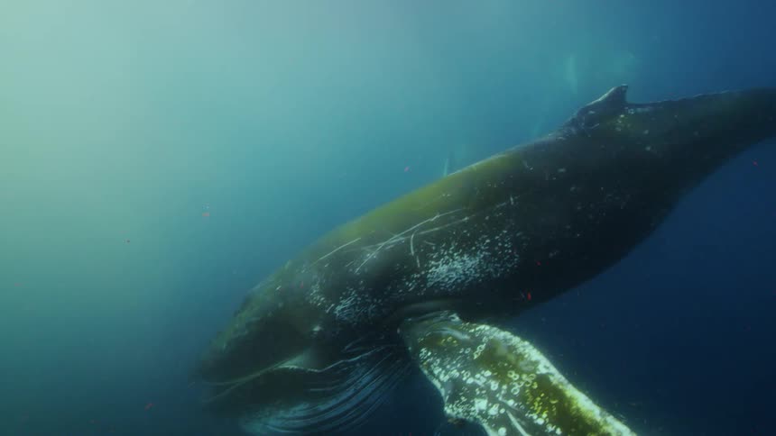 Large humpback whales swimming and eating underwater