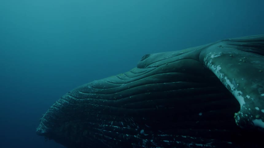 A whale performing the spin move