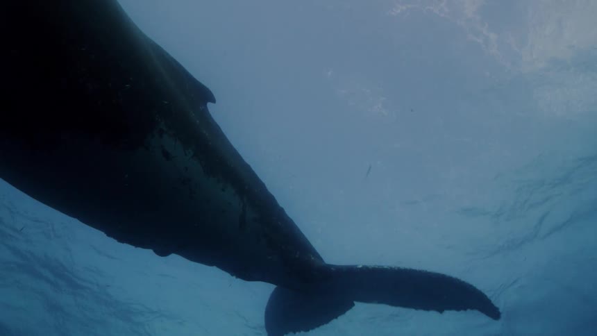 Underwater footage of a blue whales swimming under the surface of the ocean