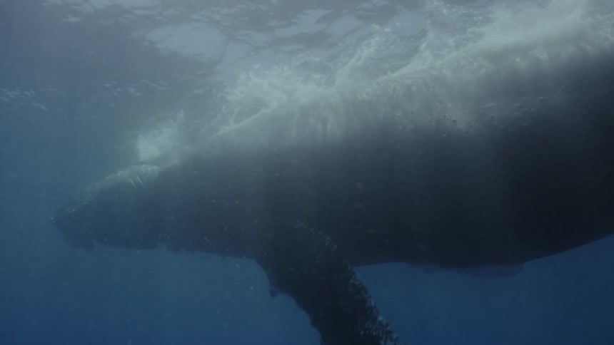 Reflections of sunlight from above the surface shine on a whale as it swims underwater