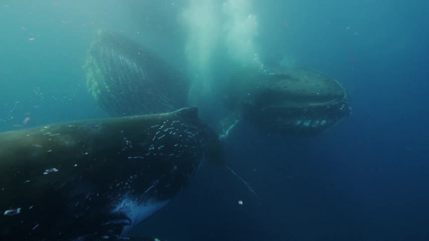 Underwater footage of a pod of blue whales swimming at the camera in the ocean
