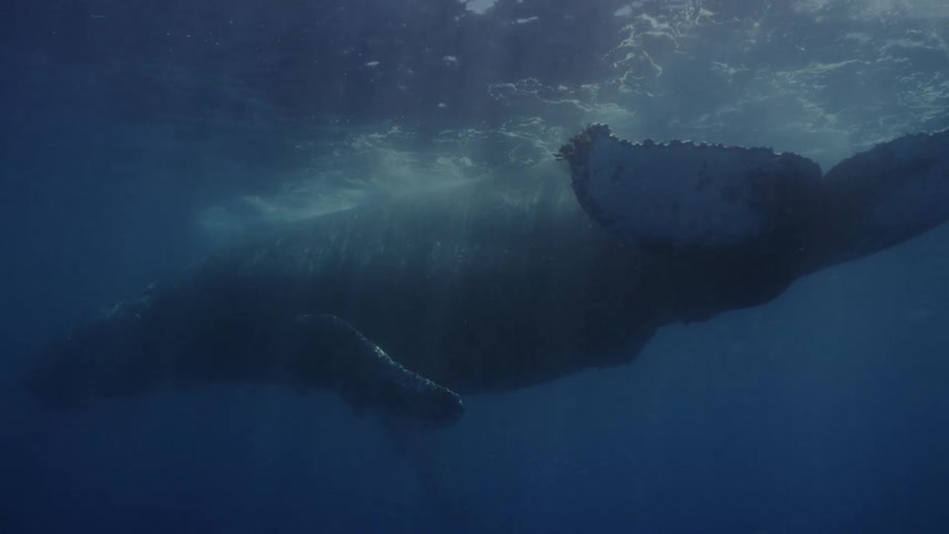 Whale swimming in water