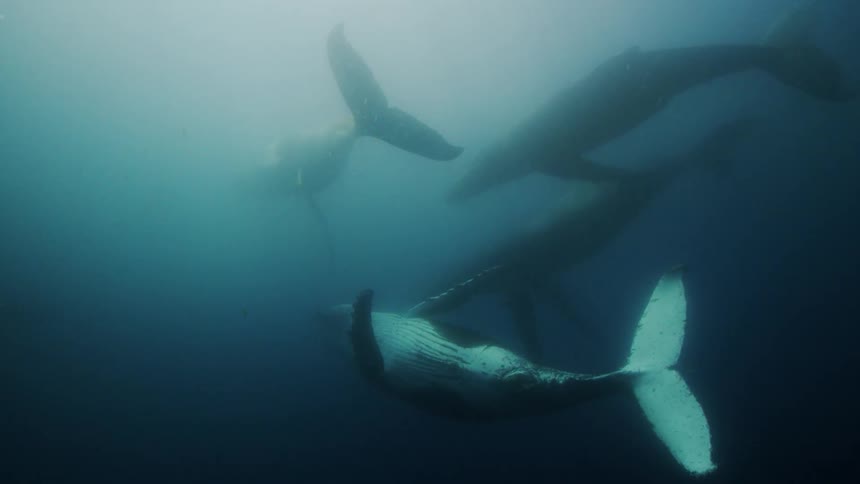 Sunlight shines brightly above the surface as humpback whales swim underwater