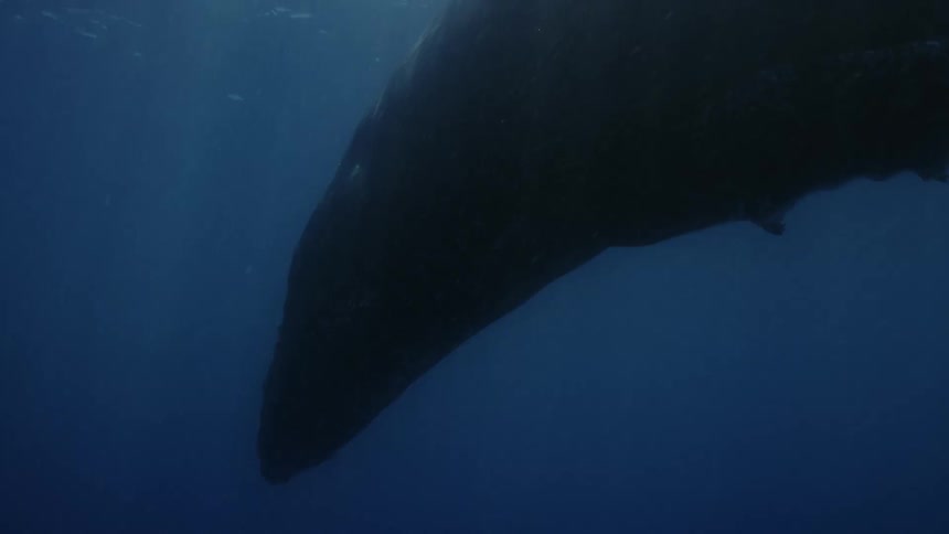 Whale surfacing for air