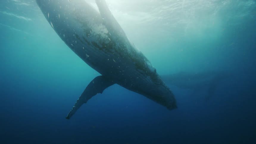 A whale swimming through water