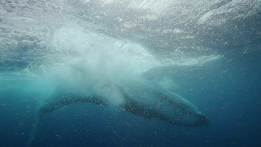 Sunlight shines above the surface and reflects on bubbles and small fish as a humpback whale swims underwater