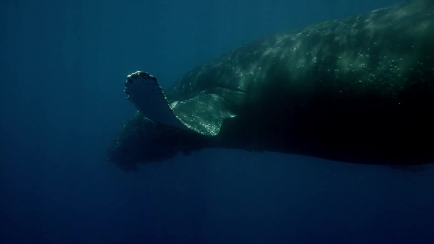 A whale moving underwater