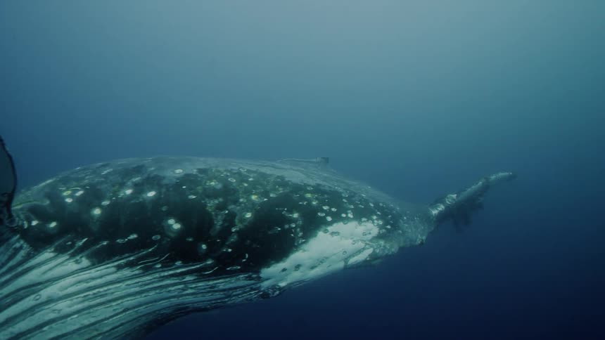 Two humpback whales swimming through the ocean one with seaweed on their tail