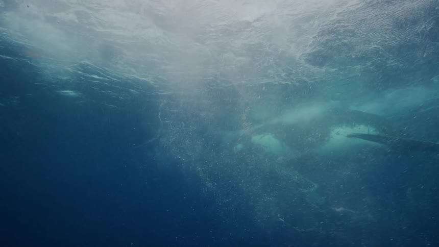 Sunlight shines above the surface and reflects on bubbles and ripples as a humpback whale swings its tail as it swims underwater