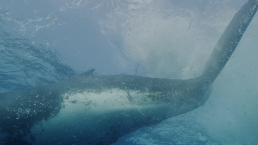 A large whale up close underwater surrounded by other tiny fish