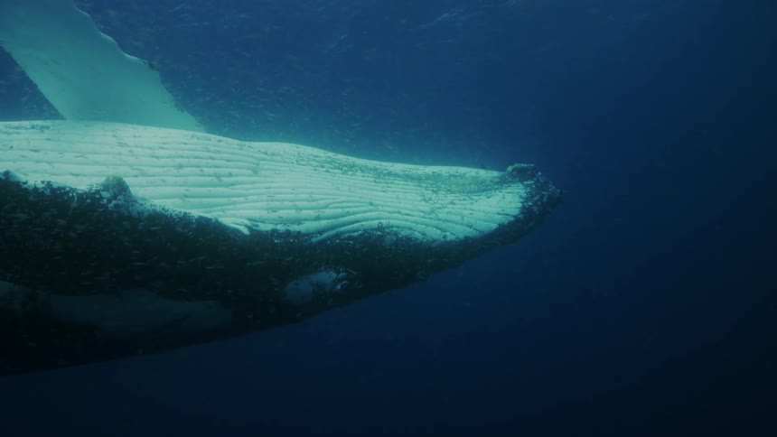 Whale swims underwater with belly in full view