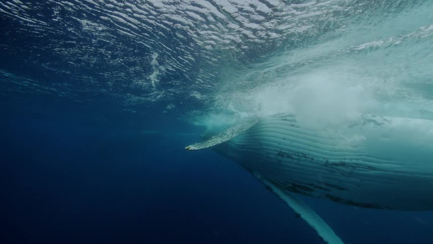 Underwater footage of a blue whale breaking surface on the blue ocean waters