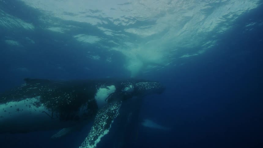A few whales moving around under the surface
