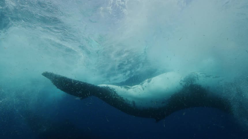 A dolphin waves its tail while swimming underwater