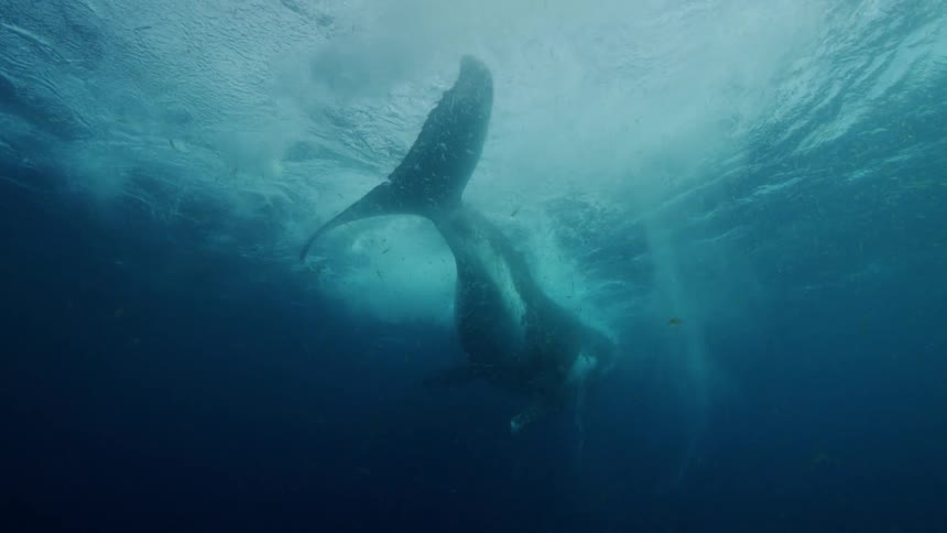 A whales tail swishes back and forth just below the surface as the whale swims