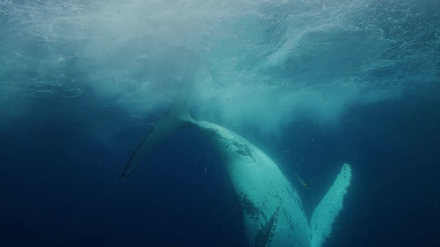 Whale surfacing