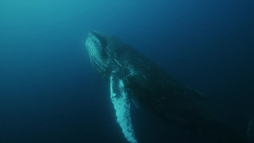 A large whale swimming by underwater