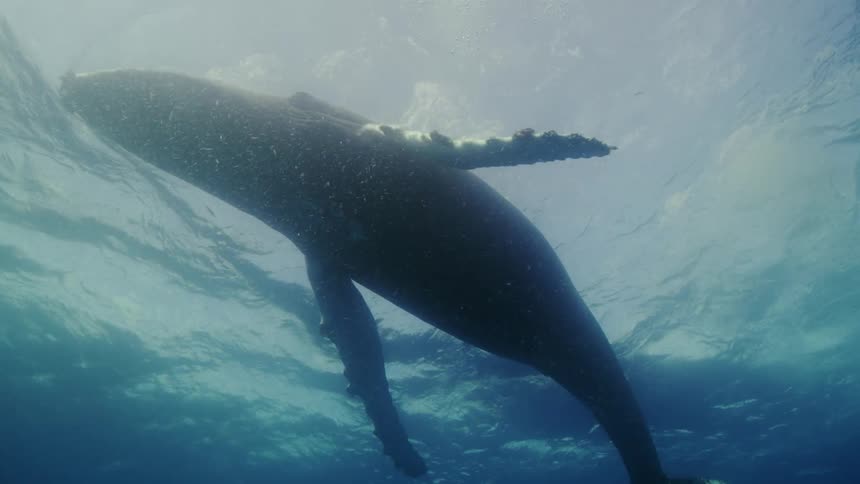 Underwater footage of a pod of blue whales swimming in the ocean