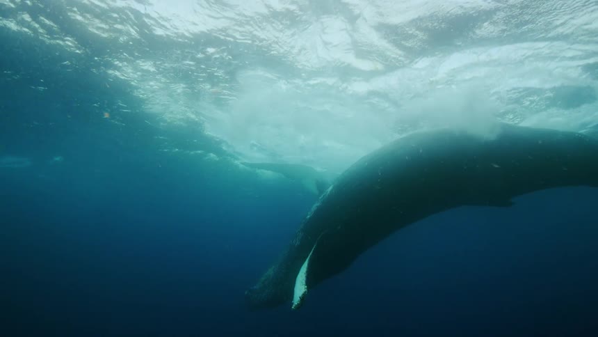 A whale twisting under water