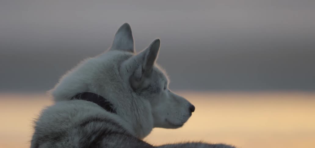 A dog looks out over the water at sunset