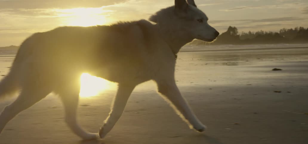 Slow motion of a dog running on a beach at sunset