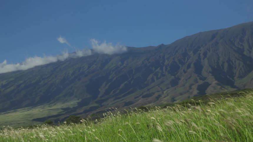 A tall grassy meadow with a large mountain range in the background