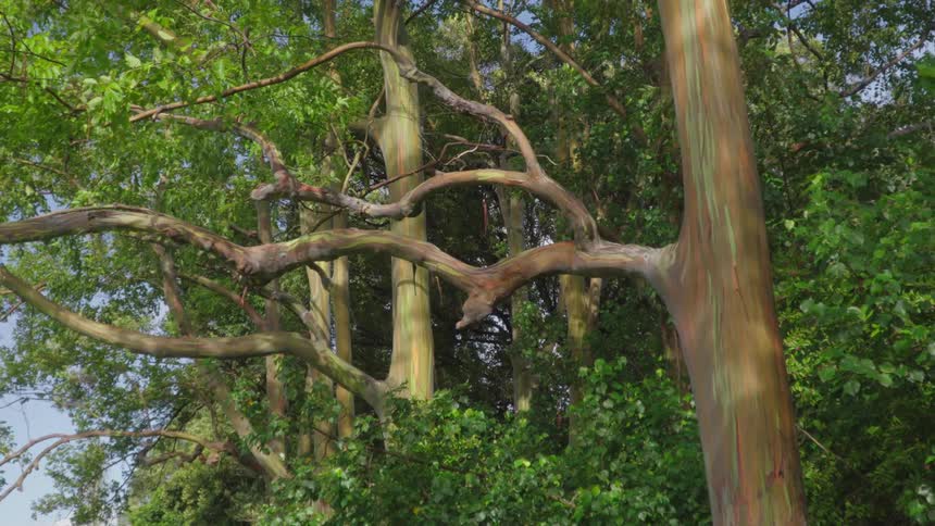 tall Eucalyptus trees with green leaves