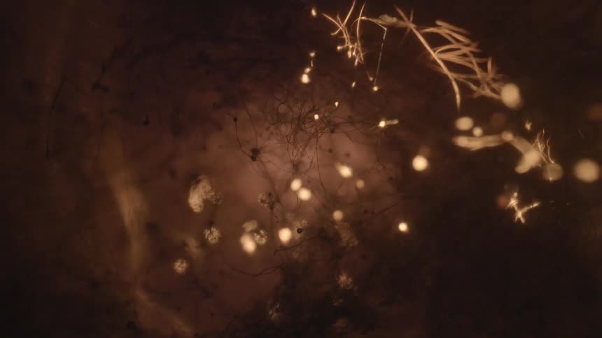 Flames moving throughout a root system