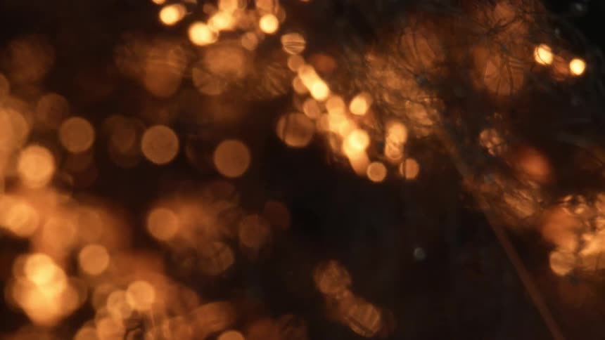 Bright lights sparkling by tree branches