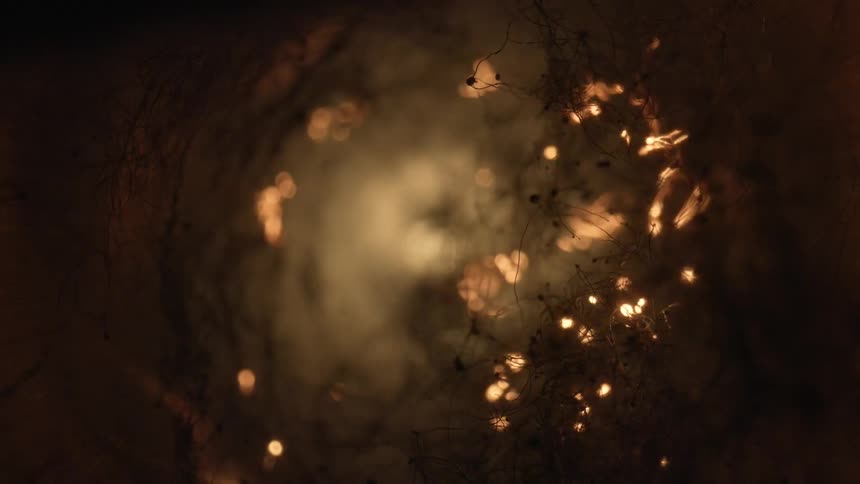 Sparks spreading through a root or branch system