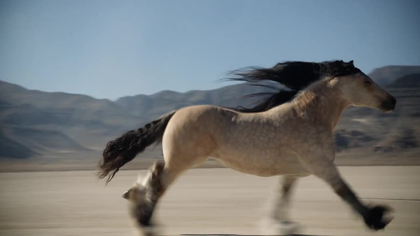 White horses runs in the desert fast
