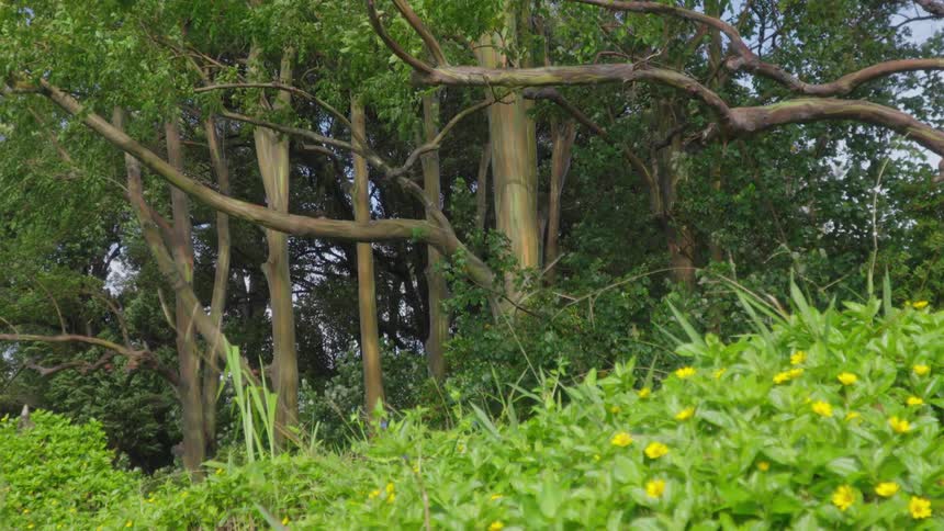 An orbiting view of a forest with tall eucalyptus trees