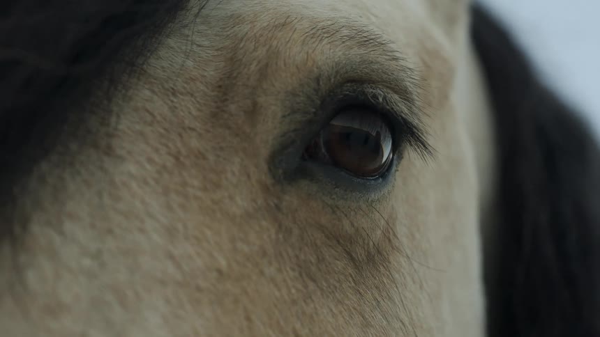 A horse blinks and moves its head slightly