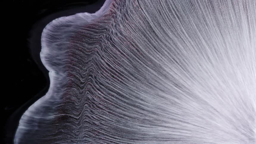 Black white and purple colors moving like liquid and shimmering