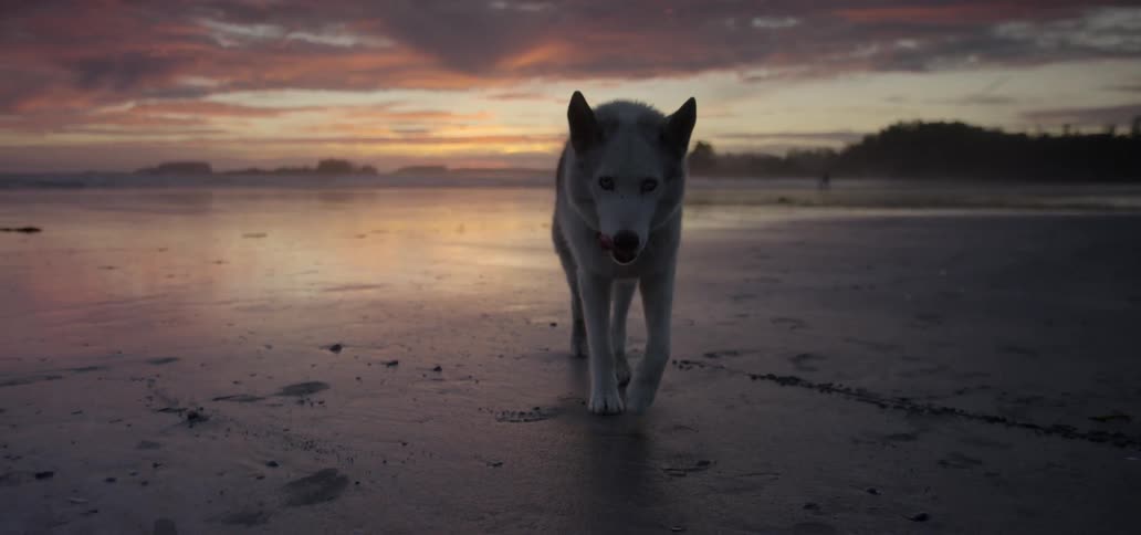 A dog is walking on the sand of the beach at dawn