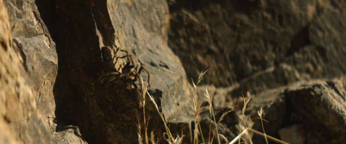 A tarantula climbs up a large rock