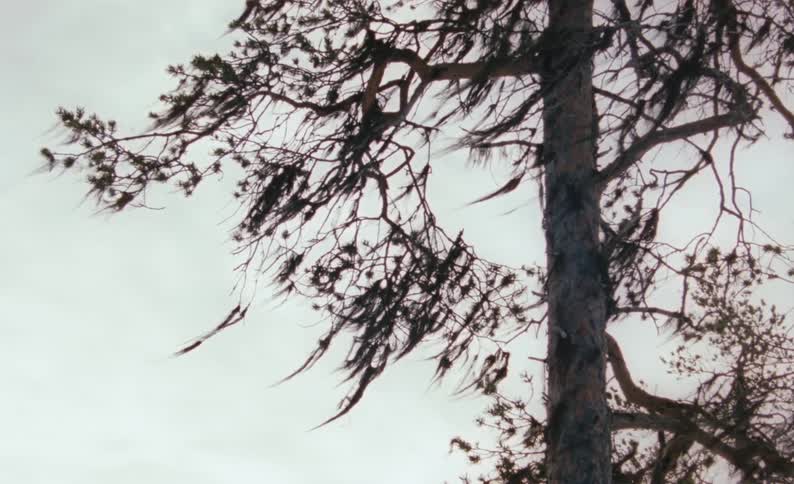 Leaves on a tree blowing in the wind