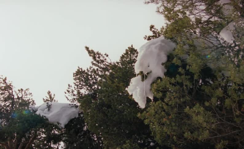 Snow is covering trees in a wooded area