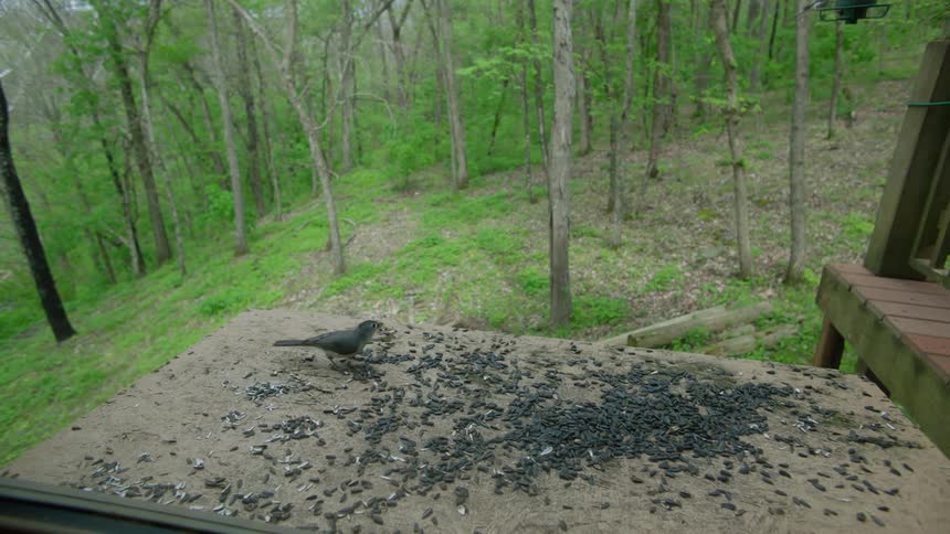 A view of a bird landing on a table