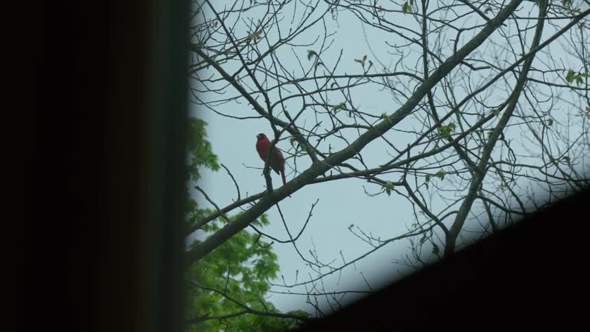 A bird flying away out of a tree