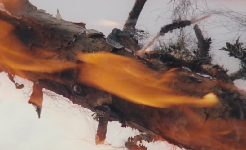 A burning tree s