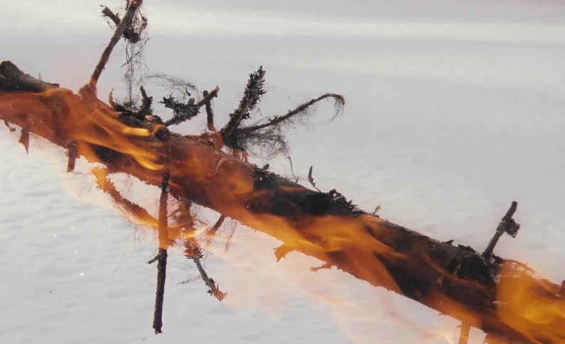 A fallen tree burning