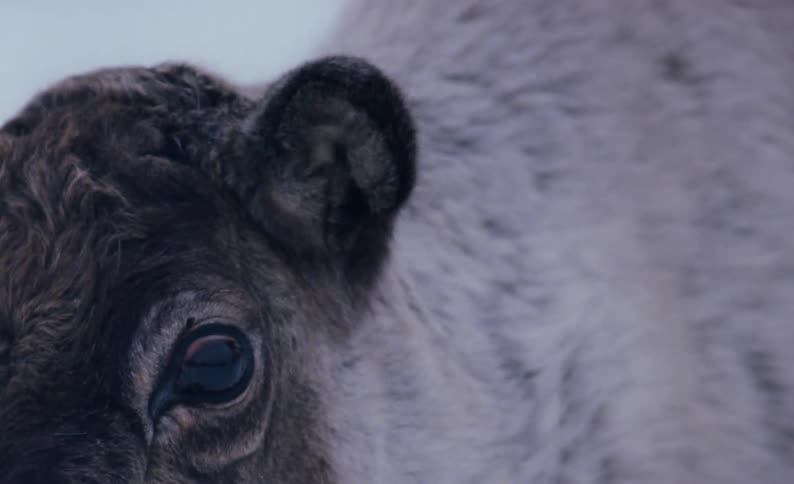 Close up view of a wild animal is displayed