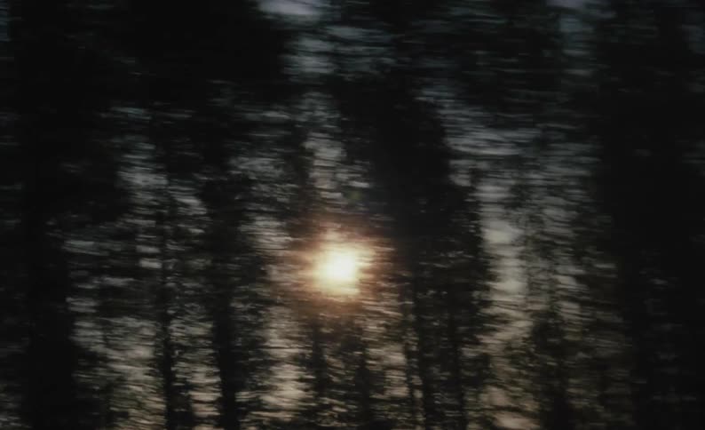 The sun is setting in the forest area