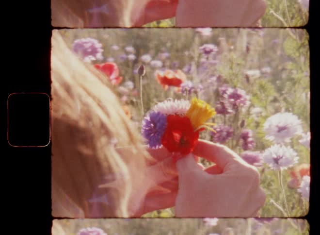 Young Caucasian woman with brown hair picks colorful flowers into a bouquet in flowering meadow with great biodiversity while being in love and enjoying the sunshine on nostalgic 8mm film