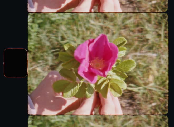 Hands of a young white woman rotate the pink and yellow flower of a wild rose hip with green leaves in sunshine on a grass field in the garden on Super-8 mm film