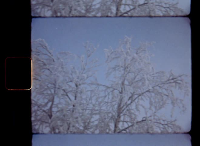 Handheld panning 8mm film footage of the treetops of frozen bare birch trees in a leafless winter forest without leaves covered in ice and icicles in front of the blue sky on a beautiful January day with freezing cold and fresh crisp air