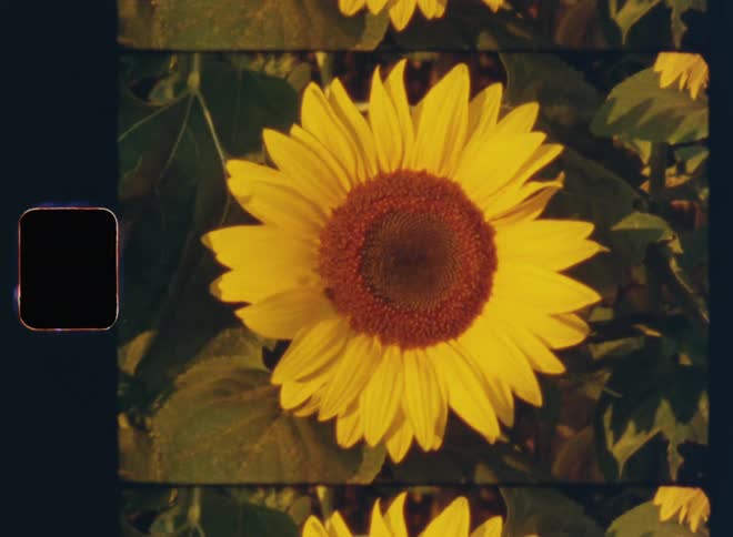Handheld dynamic 8mm film stock zooming out and revealing a single yellow sunflower outside during summer with green leaves and brown seeds on a farm field in the warm evening sun
